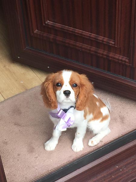 Monty the Dog had a hair cut this week (the bow wasn't put on him by me, it was the ladies at the puppy parlour - honestly!!!)